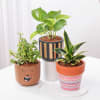 Gift Majestic Plants In Artistic Pots - Set Of 3