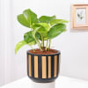 Buy Majestic Plants In Artistic Pots - Set Of 3