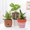 Majestic Plants In Artistic Pots - Set Of 3 Online