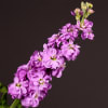 Matthiola Anytime Pink (Bunch of 10) Online