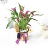 Gift Mauve Calla Lily Potted Plant