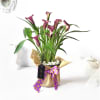 Mauve Calla Lily Potted Plant Online