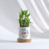 Gift Merry Christmas - Bamboo Plant With Personalized Pot