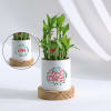 Merry Christmas - Bamboo Plant With Personalized Pot Online