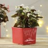 Buy Merry Christmas Personalized Ceramic Planter