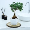 Gift Microcarpa Bonsai With White Planter And Plate