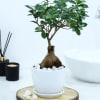 Buy Microcarpa Bonsai With White Planter And Plate