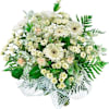 Mimosa flowers Online