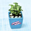 Gift Mini Syngonium Plant in Fathers Special Customized Ceramic Pot (Low Light/Moderate Water)