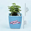 Shop Mini Syngonium Plant in Fathers Special Customized Ceramic Pot (Low Light/Moderate Water)
