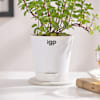 Shop Mint Plant With Self-Watering Planter