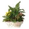 Mixed plants in basket Online