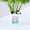 Shop Mom Knows Best Money Plant With Pot