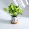 Buy Mom's Garden - Personalized Money Plant With Planter