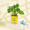Gift Money Plant and Mini Jade Plant in Yellow Planters