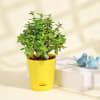 Buy Money Plant and Mini Jade Plant in Yellow Planters