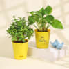 Money Plant and Mini Jade Plant in Yellow Planters Online