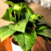 Gift Money Plant Customized with logo and Name