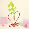 Gift Money Plant Grows on Heart Shaped Frame