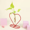 Buy Money Plant Grows on Heart Shaped Frame