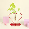 Money Plant Grows on Heart Shaped Frame Online