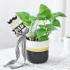 Money Plant in a Ceramic Planter For The Best Dad Online