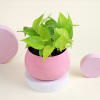 Gift Money Plant in a Pink Planter