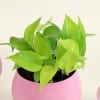 Buy Money Plant in a Pink Planter