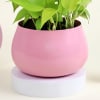 Shop Money Plant in a Pink Planter