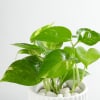 Buy Money Plant In A Sleek White Planter