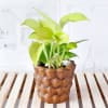 Gift Money Plant in Ceramic Planter