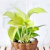 Buy Money Plant in Ceramic Planter