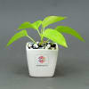 Money Plant in Ceramic Pot - Customized with Message & Logo Online