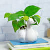 Buy Money Plant in Ceramic Swan Designer Planter