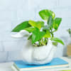 Money Plant in Ceramic Swan Designer Planter Online