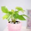 Buy Money Plant In Concrete Heart Planter