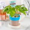 Gift Money Plant in Plastic Planter for Father's Day
