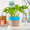 Buy Money Plant in Plastic Planter for Father's Day