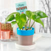 Money Plant in Plastic Planter for Father's Day Online