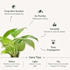 Buy Money Plant In Square Glass Vase