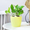 Gift Money Plant In Textured Yellow Planter