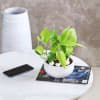 Gift Money Plant in White Ceramic Planter