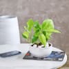 Buy Money Plant in White Ceramic Planter