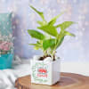 Buy Money Plant In White Ceramic Planter For Mom