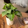 Gift Money Plant Variegated For Wonderful Mom
