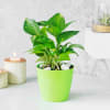 Gift Money Plant With Aloe Vera And Kalanchoe In Planters (Set of 3)