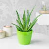 Buy Money Plant With Aloe Vera And Kalanchoe In Planters (Set of 3)