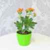 Shop Money Plant With Aloe Vera And Kalanchoe In Planters (Set of 3)