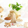 Money Plant With Nuts Combo For Bhai Dooj Online