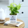 Buy Money Plant With Self-Watering Planter